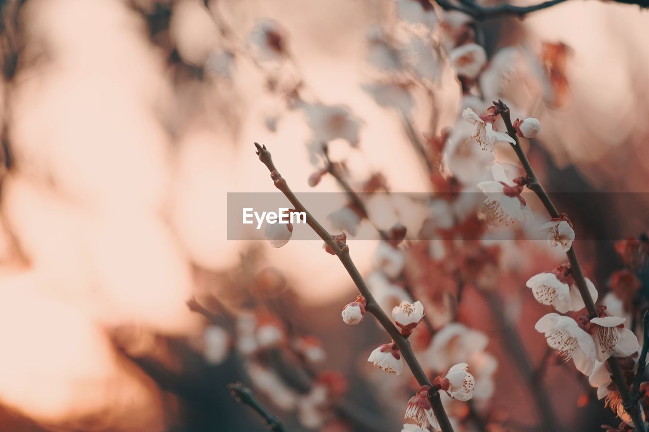 Close-up of flowers against blurred background