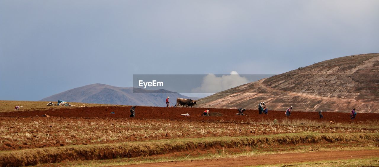 Landscape and agriculture in peru 