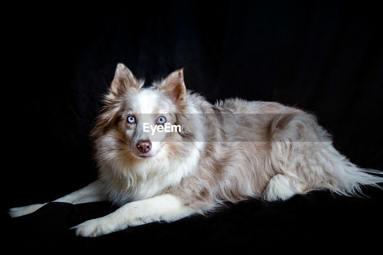 animal themes, pet, animal, mammal, one animal, domestic animals, dog, black background, canine, portrait, looking at camera, studio shot, animal hair, indoors, cute, no people, cut out, animal body part, lying down