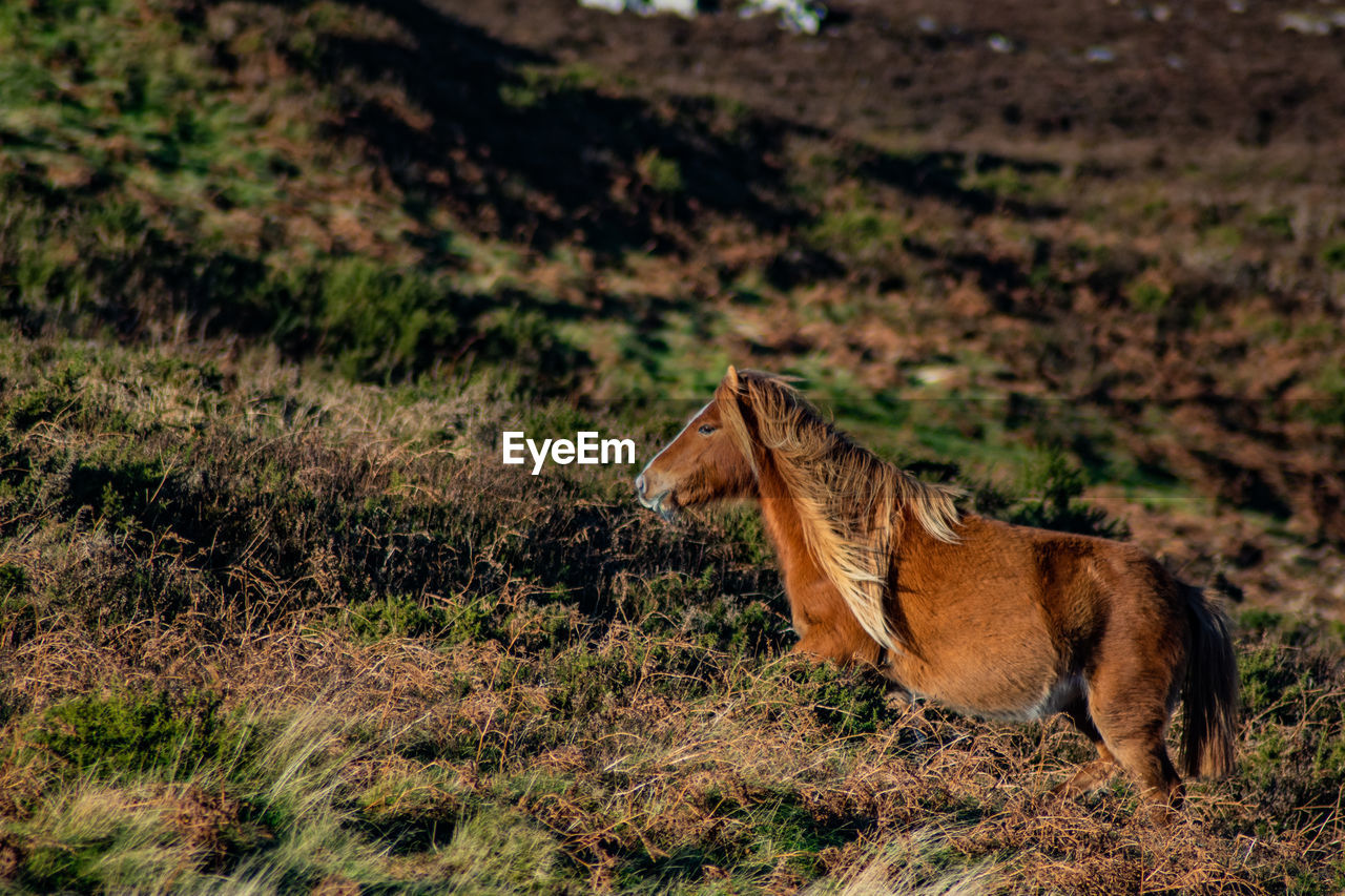 animal, animal themes, horse, animal wildlife, mammal, one animal, wildlife, wilderness, no people, nature, domestic animals, land, plant, field, day, grass, side view, outdoors, savanna, livestock, environment, full length, brown, prairie, standing, landscape, pasture, pet