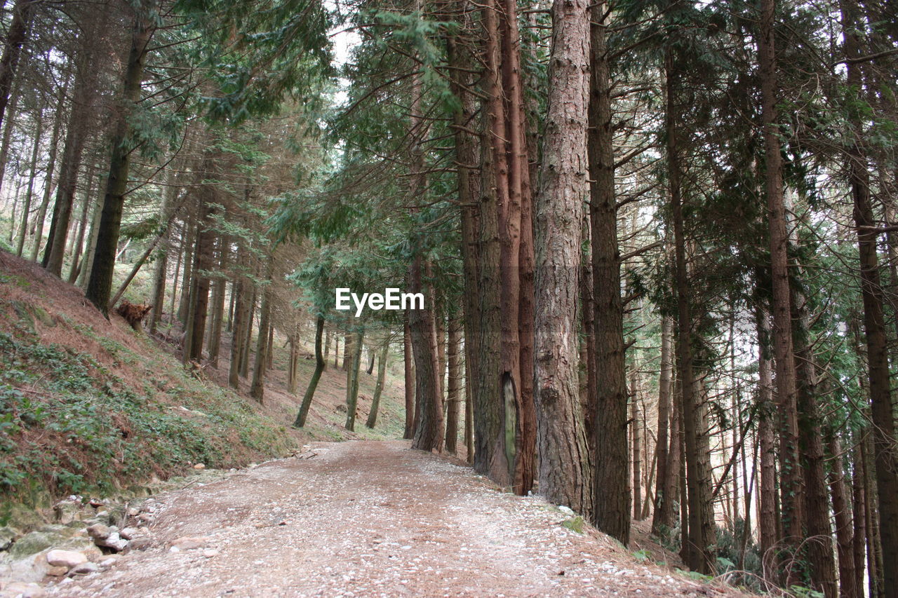 View of pine trees in forest