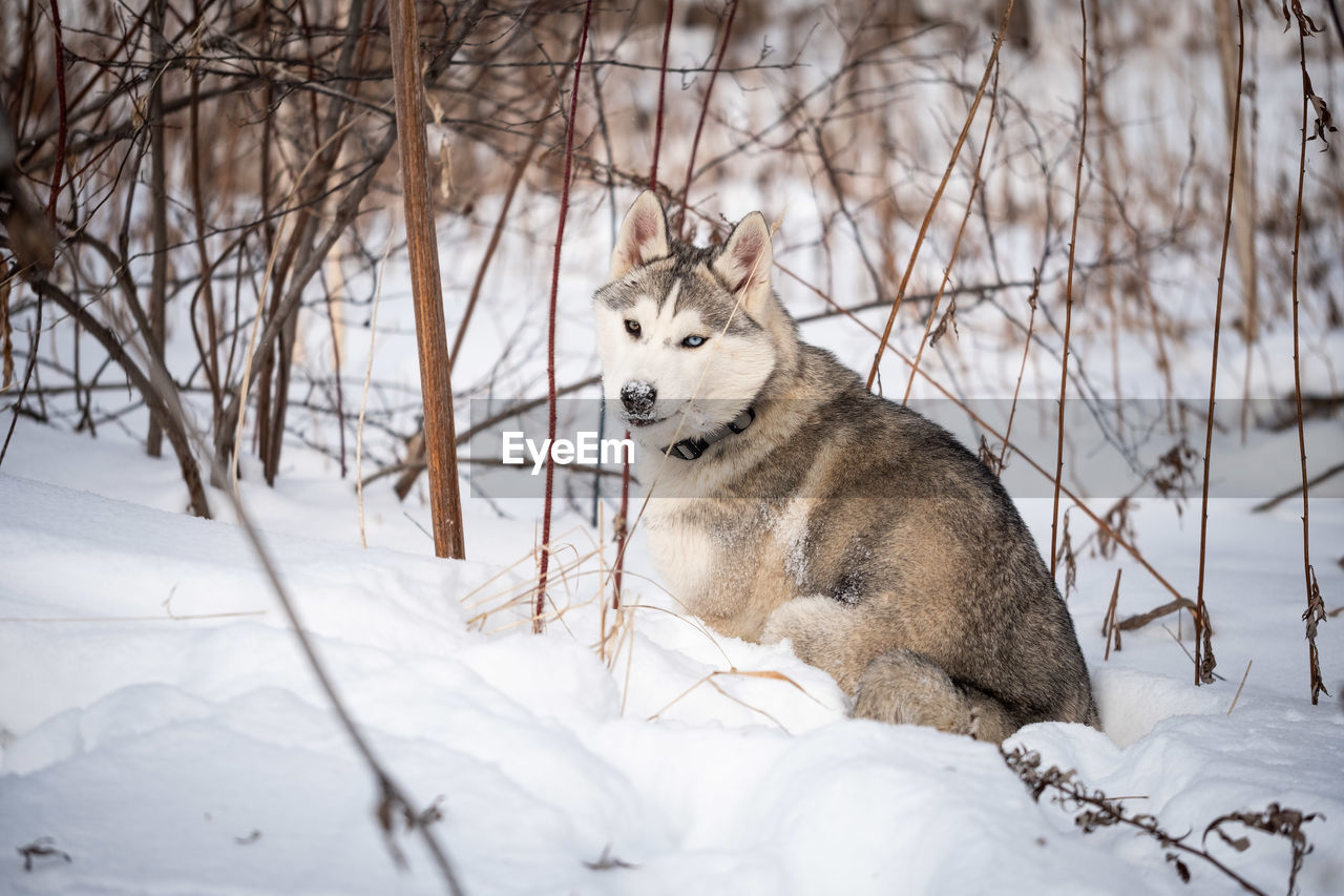 View of dog on snow covered land