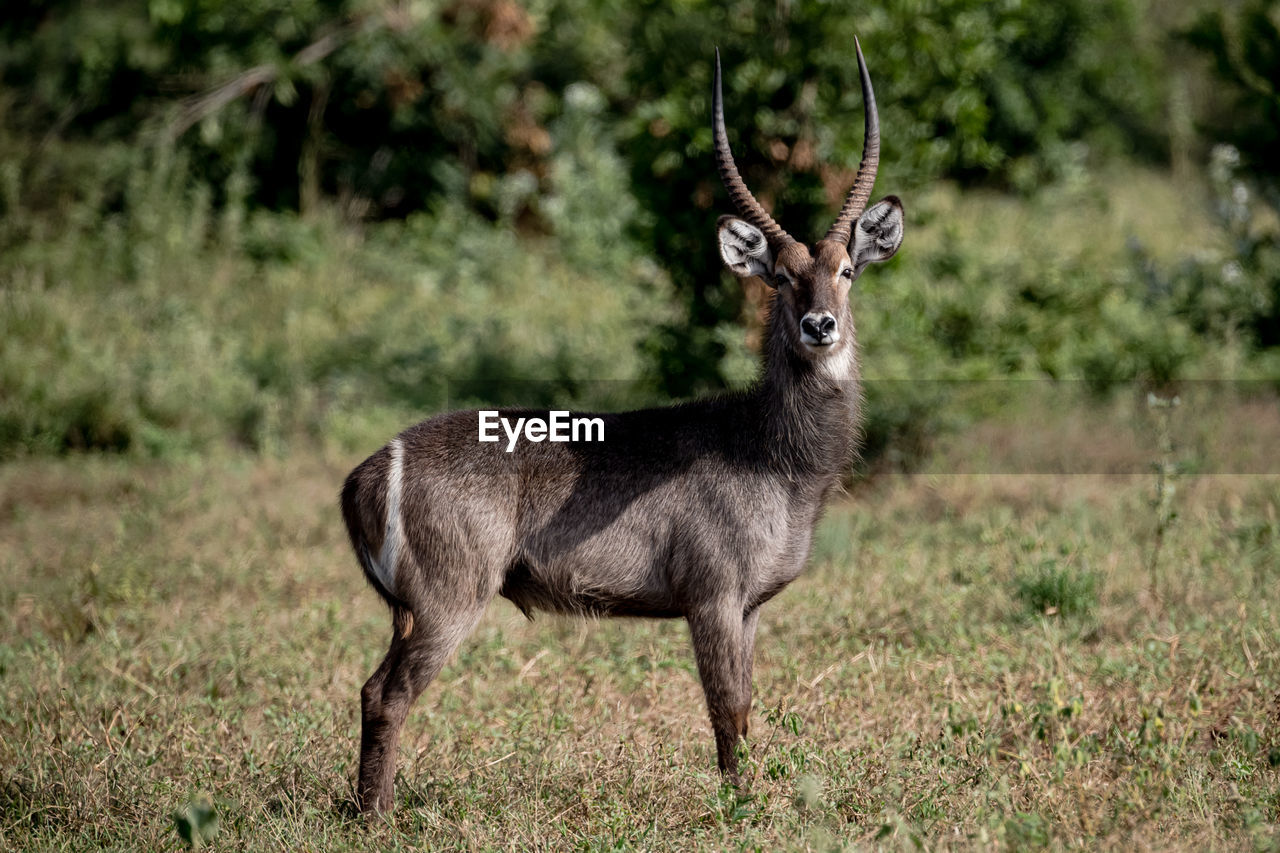 SIDE VIEW OF DEER IN FOREST