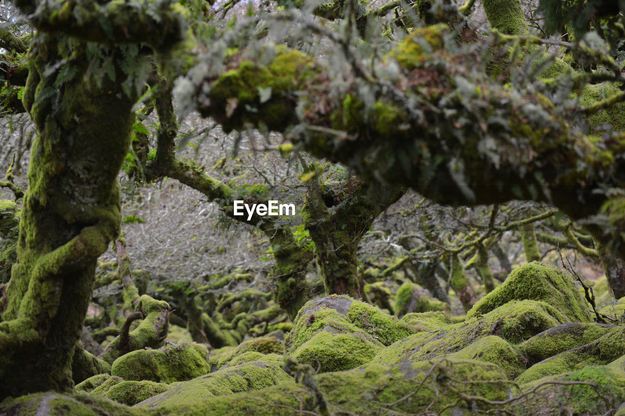 Moss  covered wood