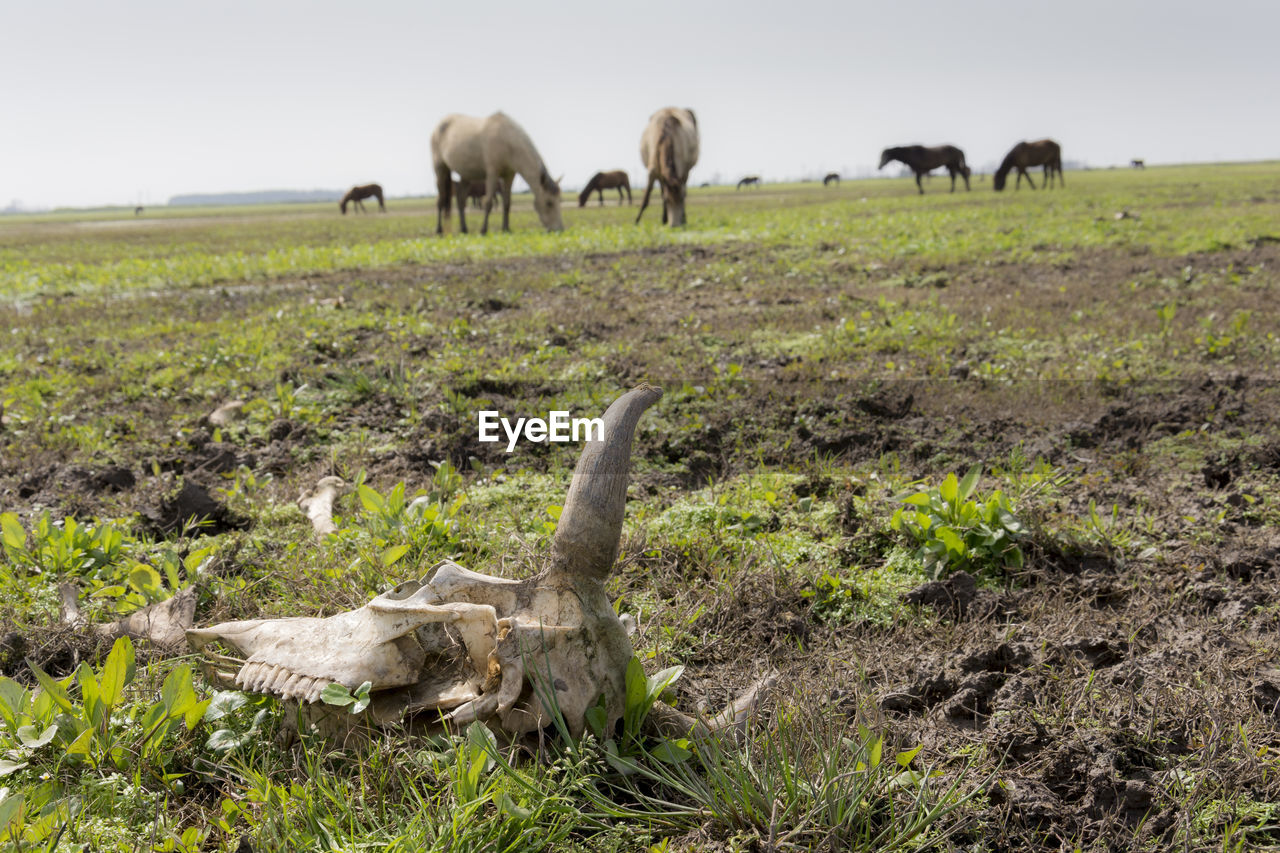 Cow skull in foreground with horse animals in meadow at background