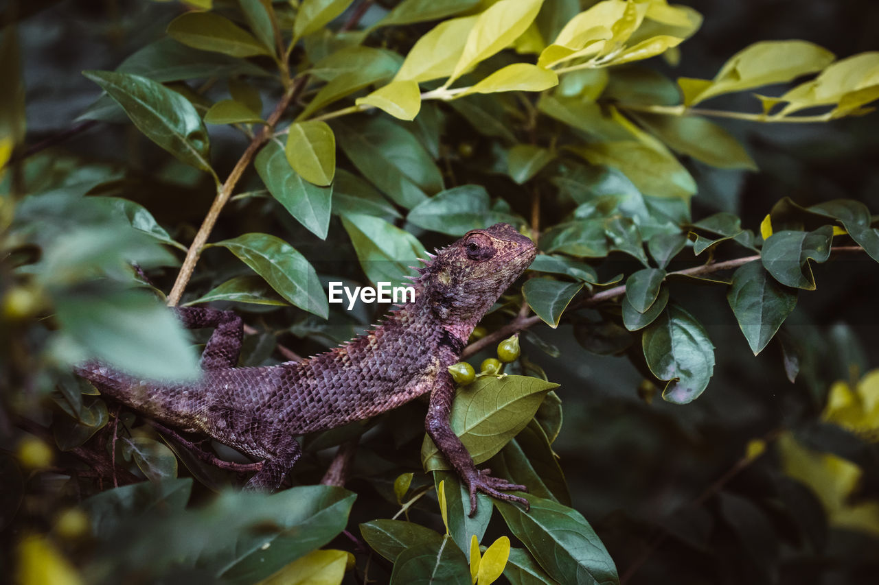 Close-up of a purple lizard on leaves