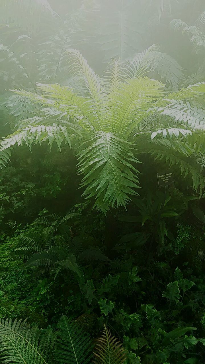 Close-up of green leaves