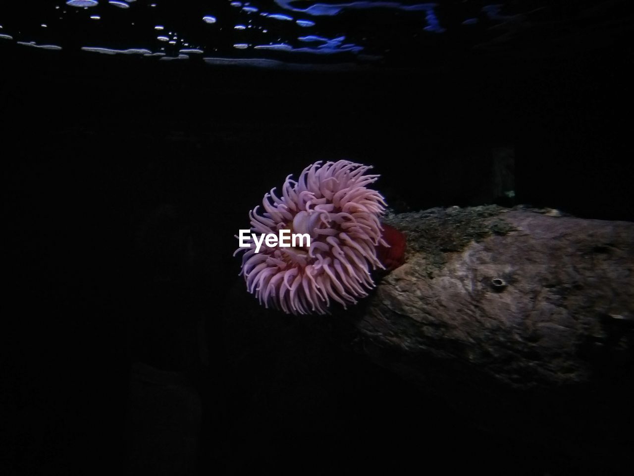 CLOSE-UP OF CORAL UNDERWATER