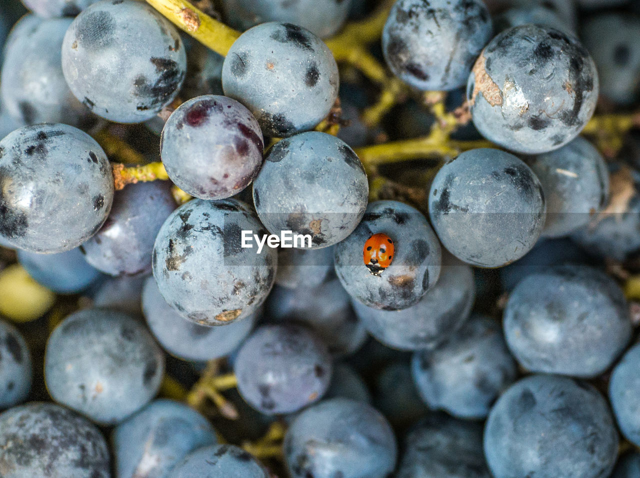 Close-up of ladybug on grapes