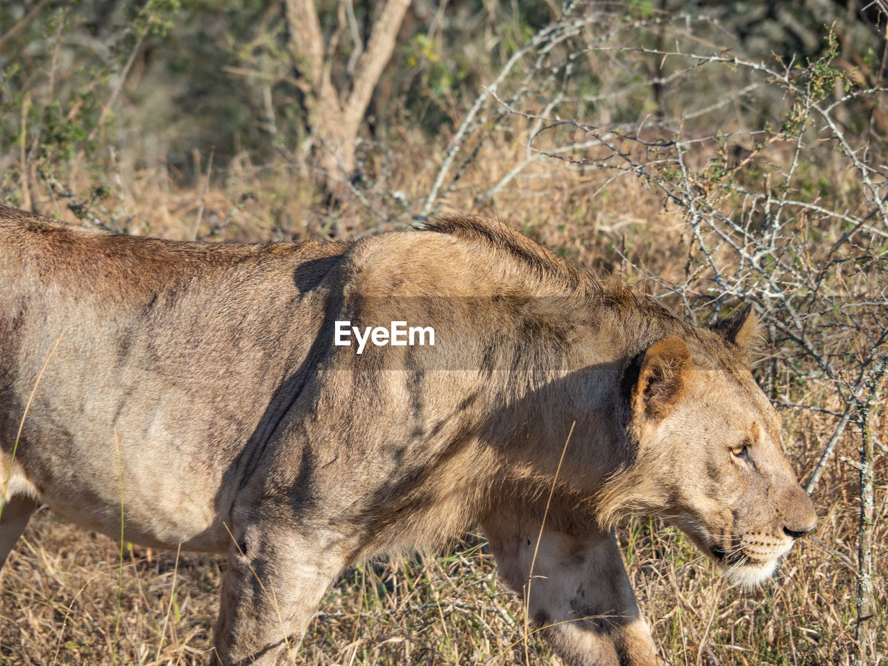 A lioness closing up to the herd