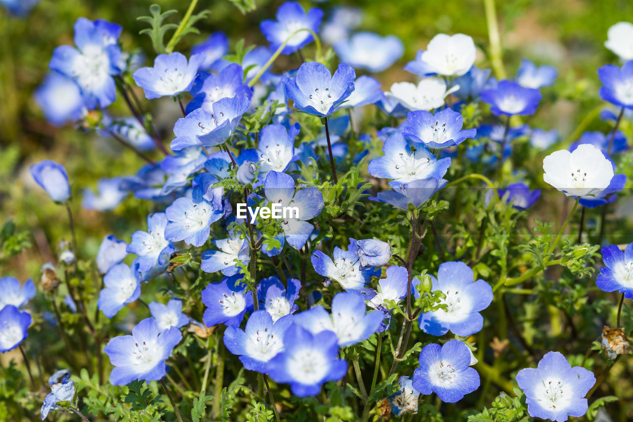 Close-up of purple flowering plants