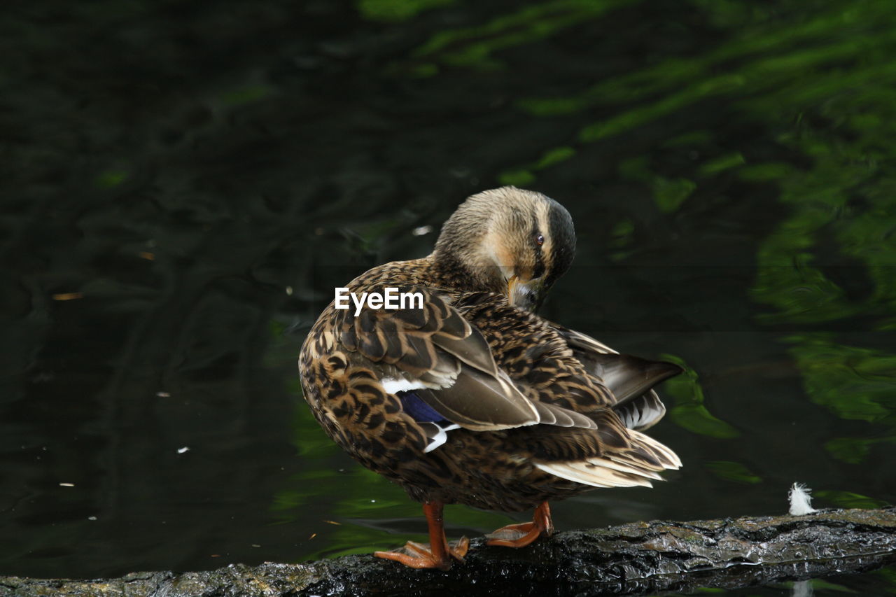 VIEW OF MALLARD DUCK