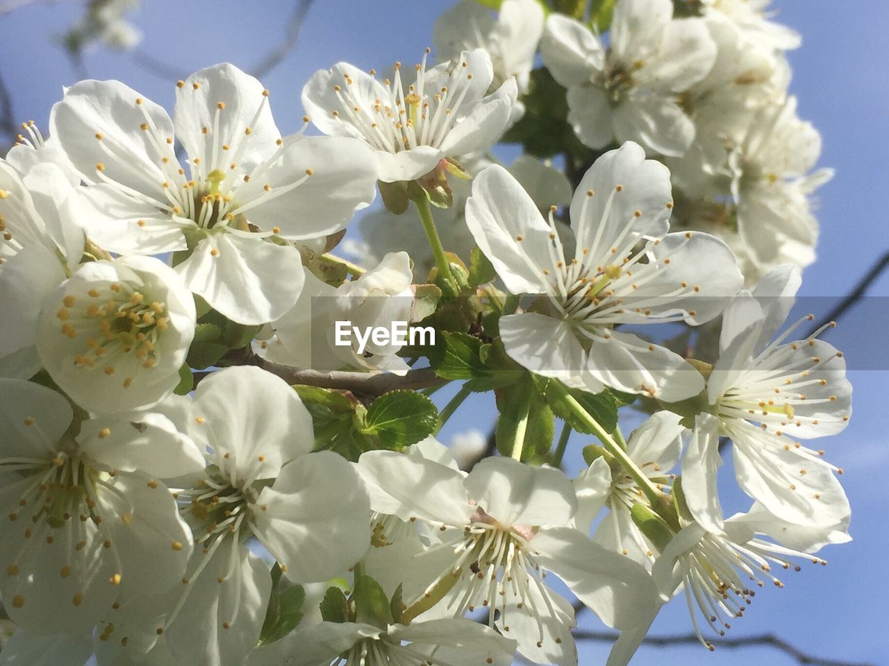 CLOSE-UP OF WHITE FLOWERS BLOOMING IN PARK