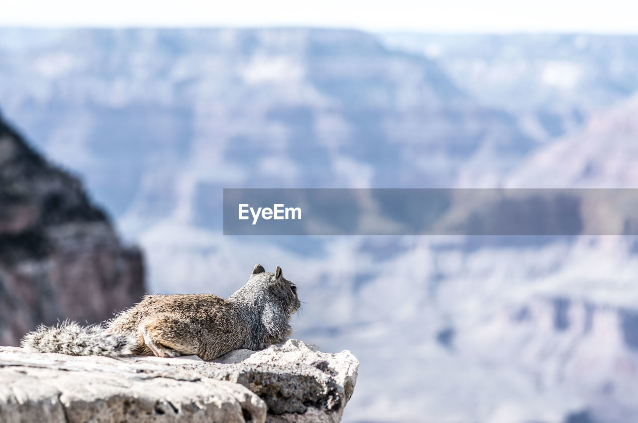 Squirrel on top of cliff