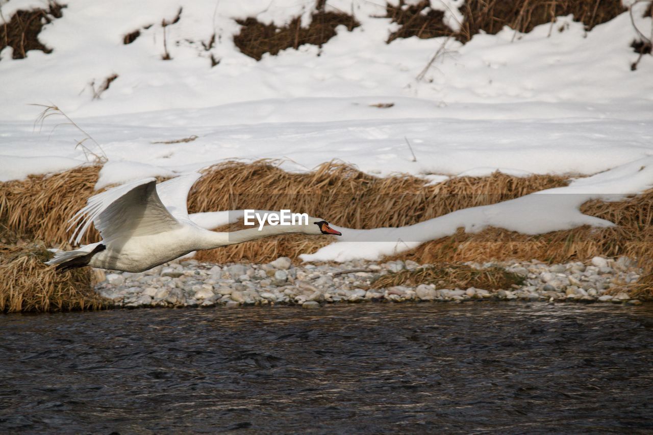 VIEW OF TWO BIRDS ON THE LAKE