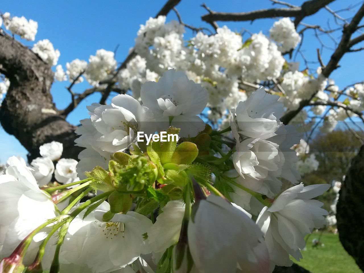 CLOSE-UP OF WHITE FLOWERS GROWING ON TREE