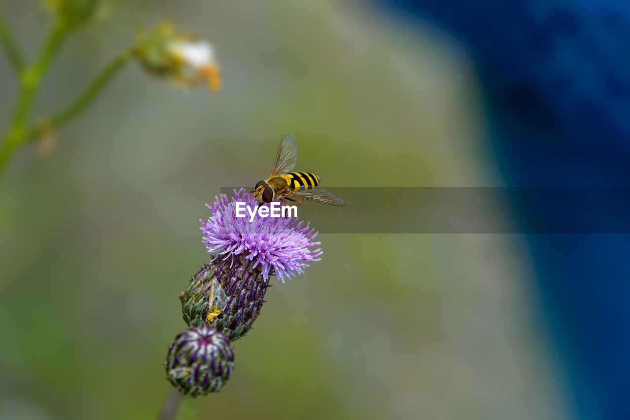 Hover-fly collecting nectar from pink flower, close-up image of insect