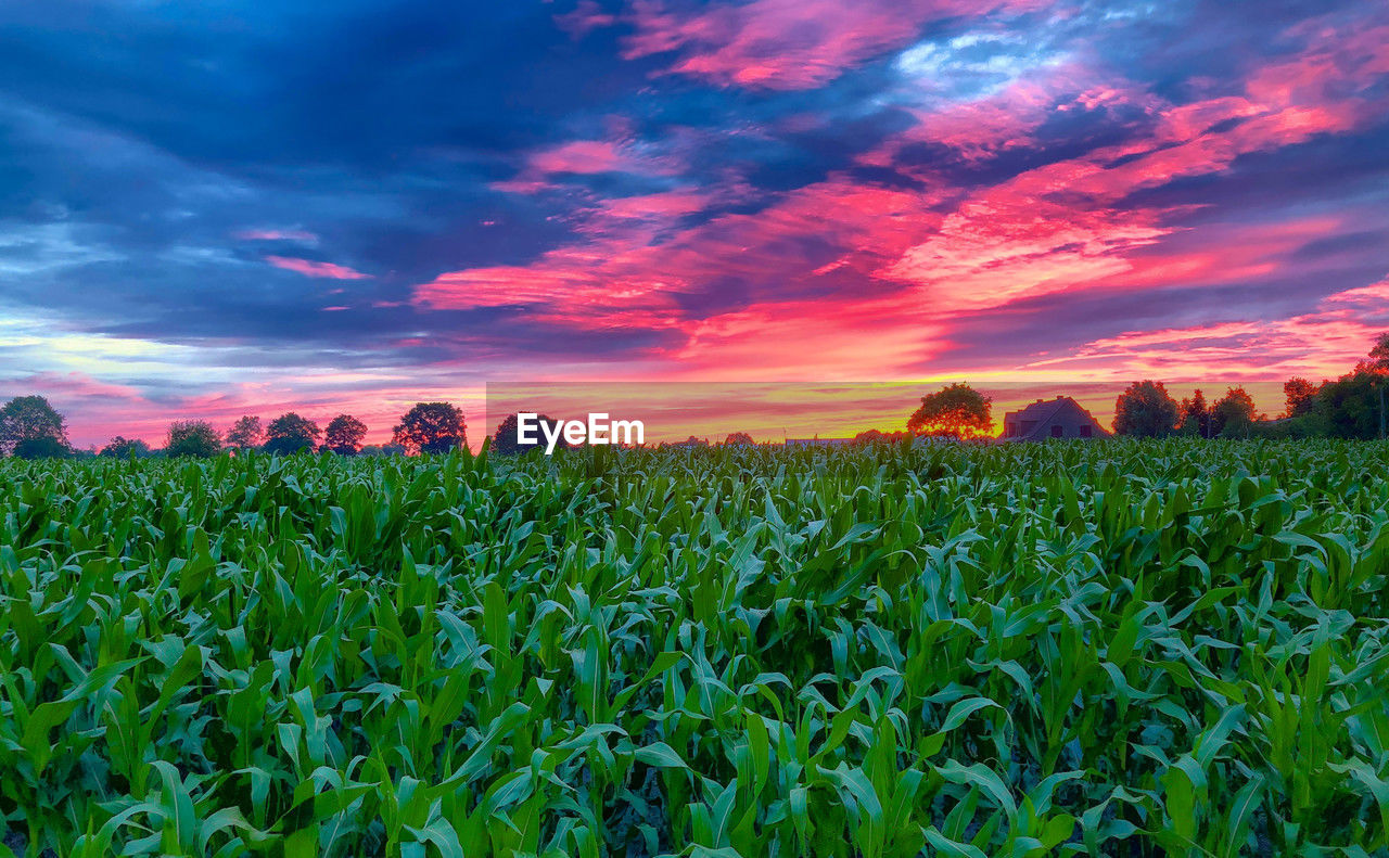 landscape, field, sky, land, agriculture, environment, plant, cloud, rural scene, crop, nature, cereal plant, beauty in nature, corn, sunset, scenics - nature, growth, food, farm, food and drink, no people, summer, grassland, tranquility, green, vegetable, blue, outdoors, grass, vibrant color, horizon over land, dramatic sky, multi colored, tranquil scene, plain, dusk, red, prairie, urban skyline, horizon, idyllic, meadow, freshness, abundance, sun, sunlight, environmental conservation, in a row, social issues, cloudscape, barley, plant part, flower, rural area, leaf, backgrounds