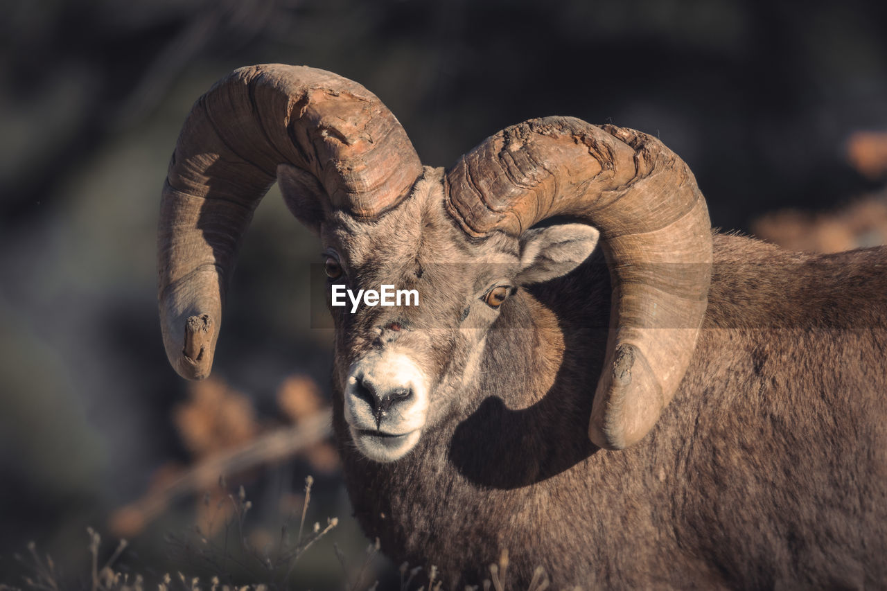 CLOSE-UP OF AN ANIMAL