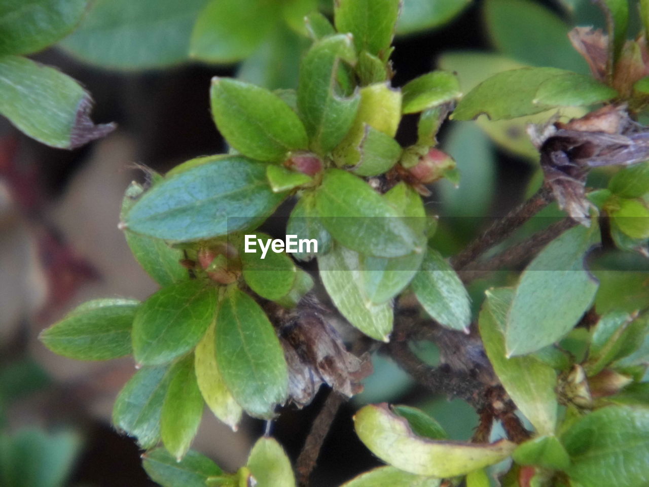 CLOSE-UP OF GREEN PLANT