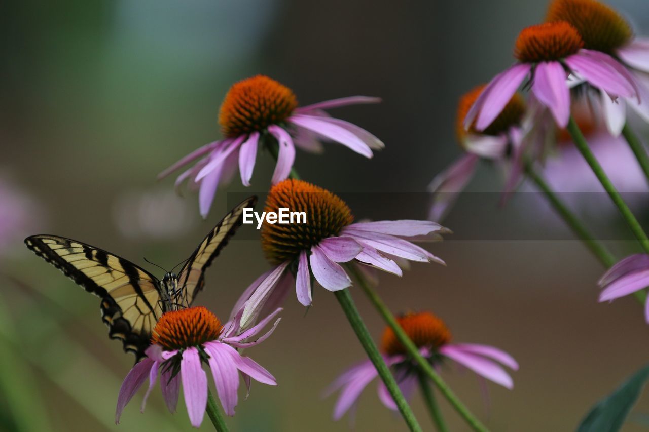 CLOSE-UP OF BUTTERFLY ON PURPLE CONEFLOWER