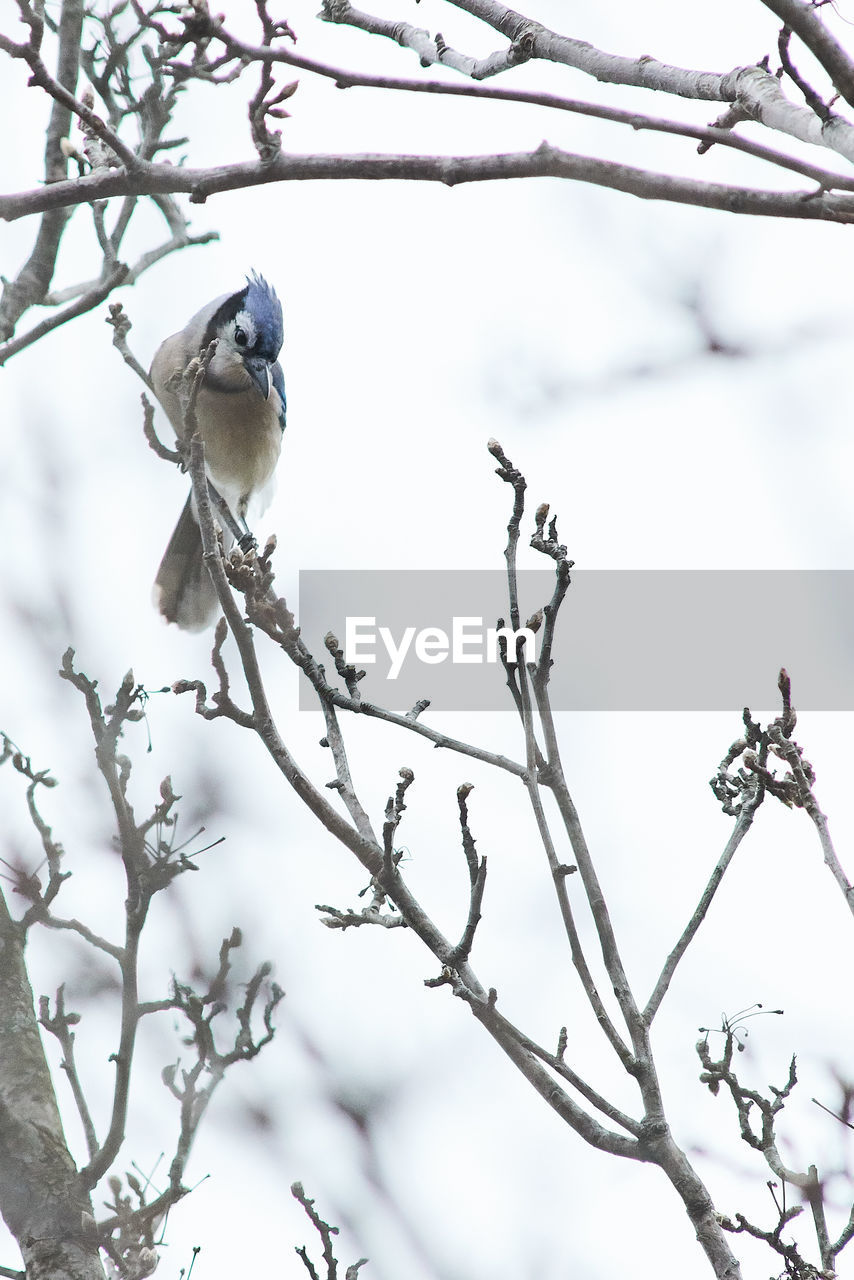 LOW ANGLE VIEW OF BIRD PERCHING ON TWIG