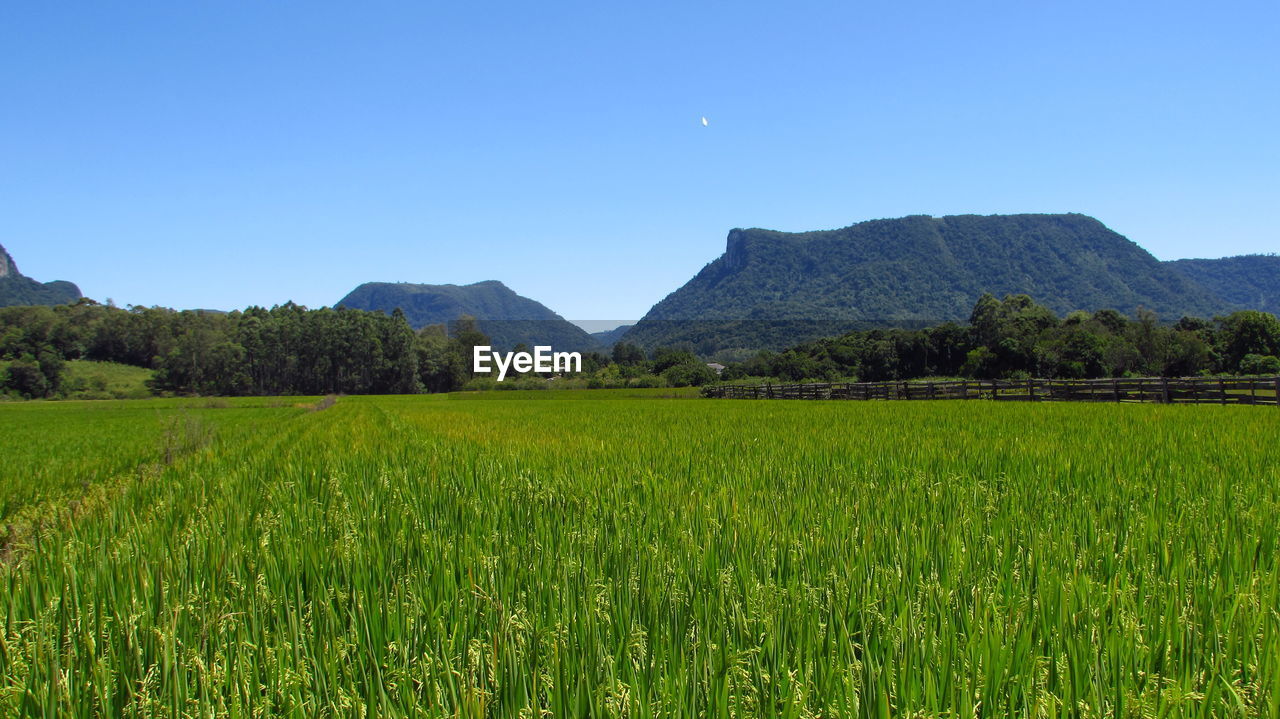 SCENIC VIEW OF FIELD AGAINST CLEAR SKY