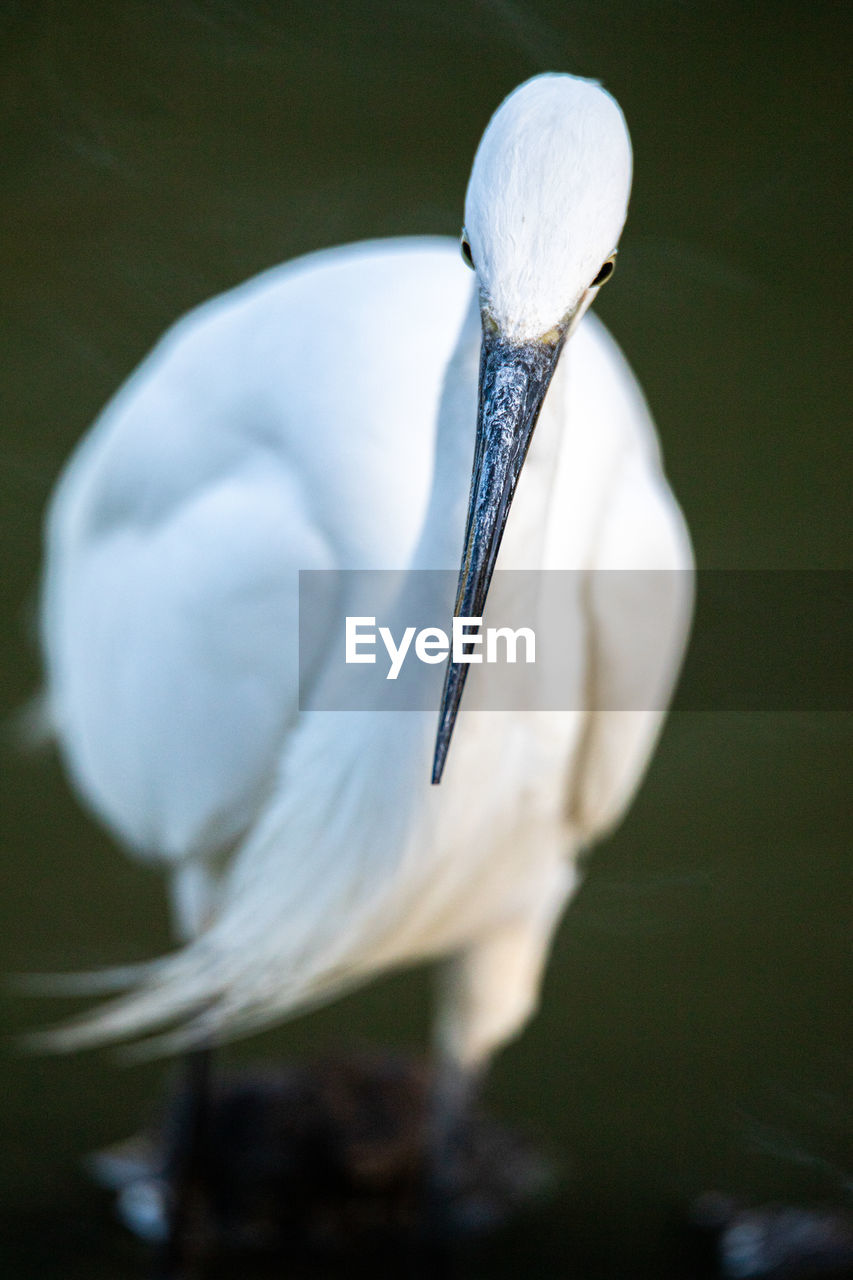 Close-up of a bird