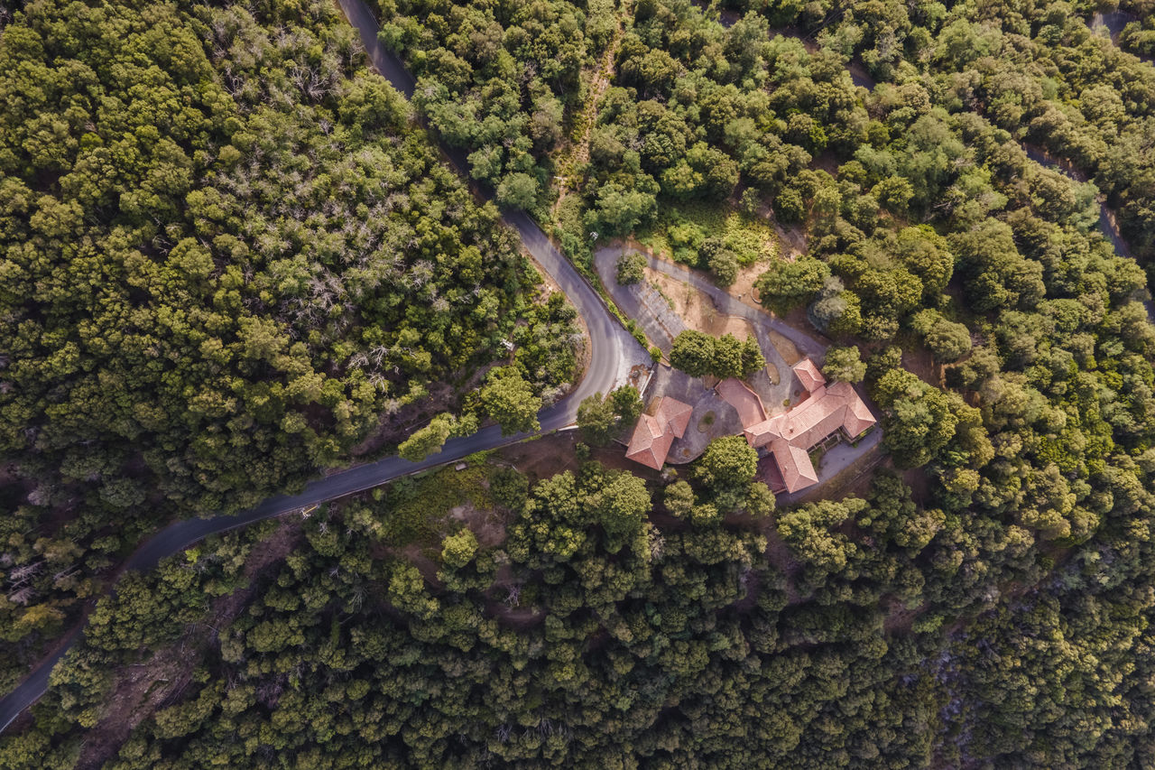plant, tree, growth, high angle view, nature, forest, aerial photography, no people, green, day, beauty in nature, outdoors, land, aerial view, tranquility, scenics - nature, environment, landscape, leaf