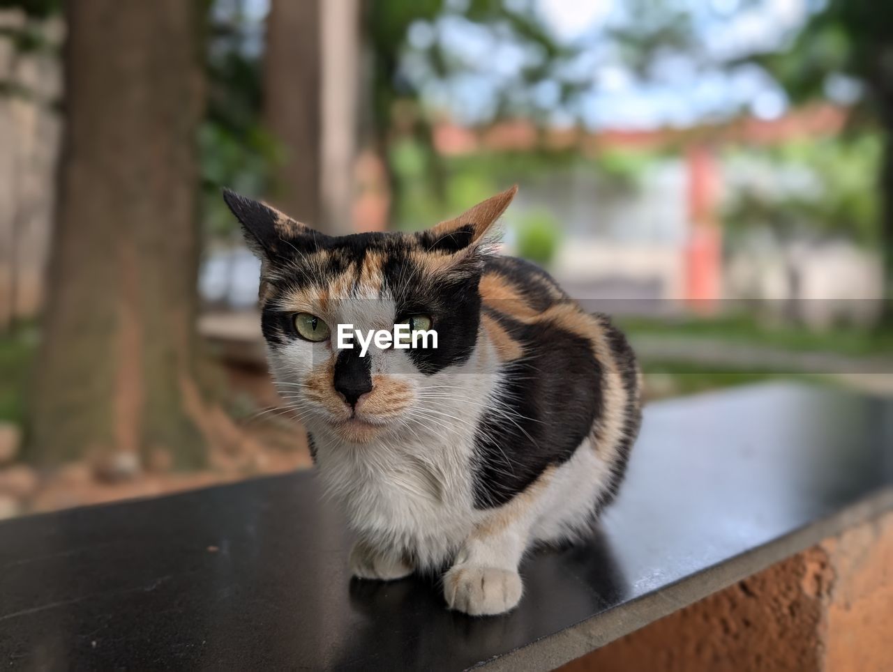 animal, animal themes, pet, mammal, domestic animals, cat, one animal, domestic cat, feline, whiskers, felidae, small to medium-sized cats, portrait, looking at camera, focus on foreground, no people, animal hair, nature, sitting, day, animal body part