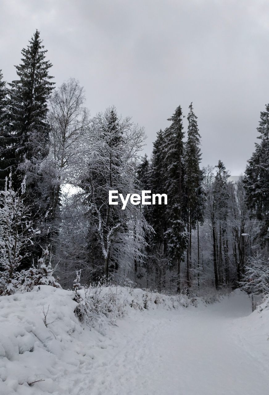 Pine trees on snow covered field against sky