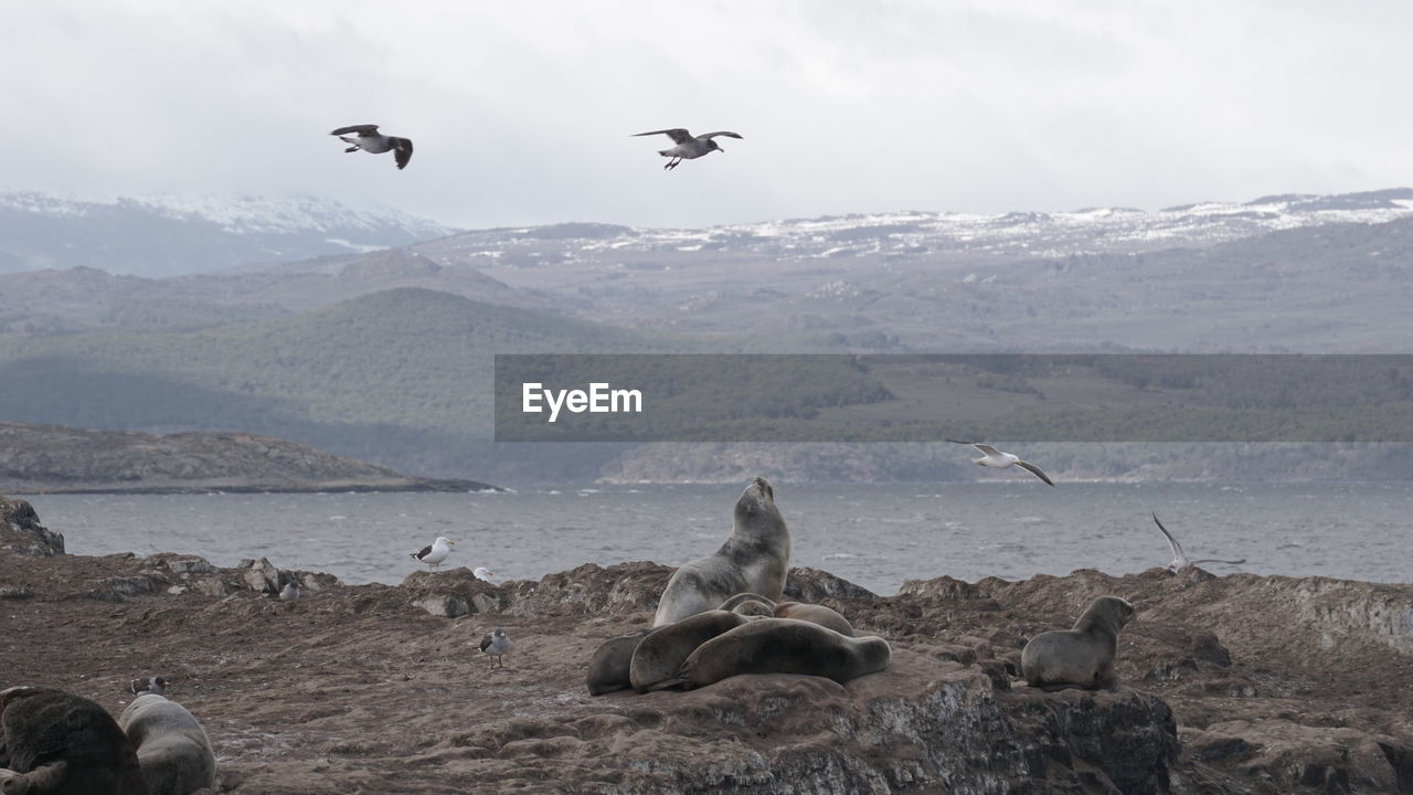 FLOCK OF BIRDS FLYING OVER SEA