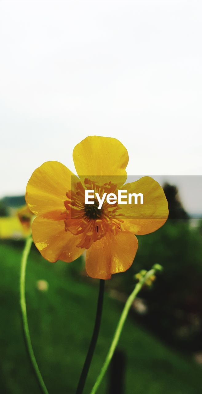 CLOSE-UP OF YELLOW FLOWER