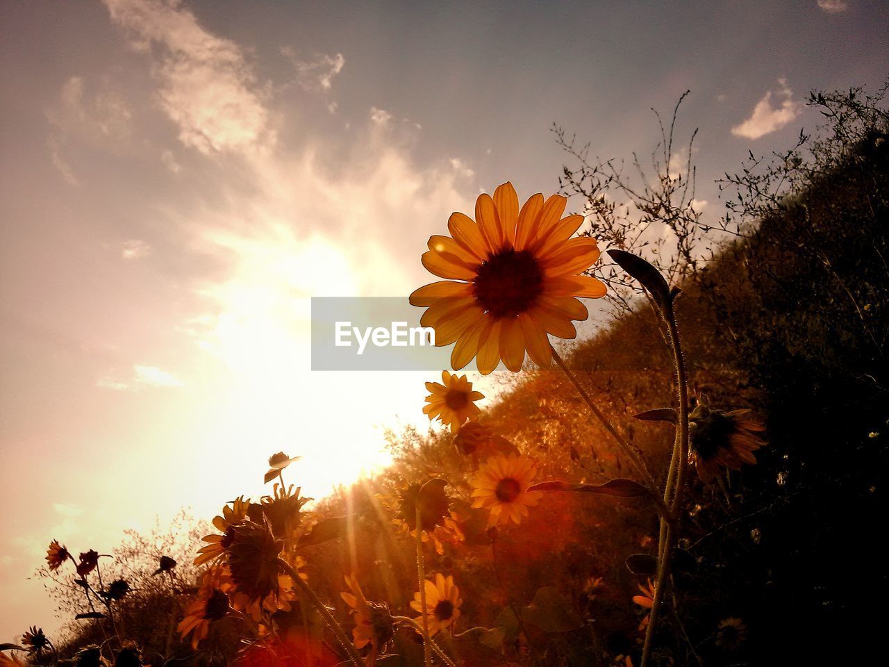 CLOSE-UP OF YELLOW COSMOS FLOWER BLOOMING AGAINST SKY