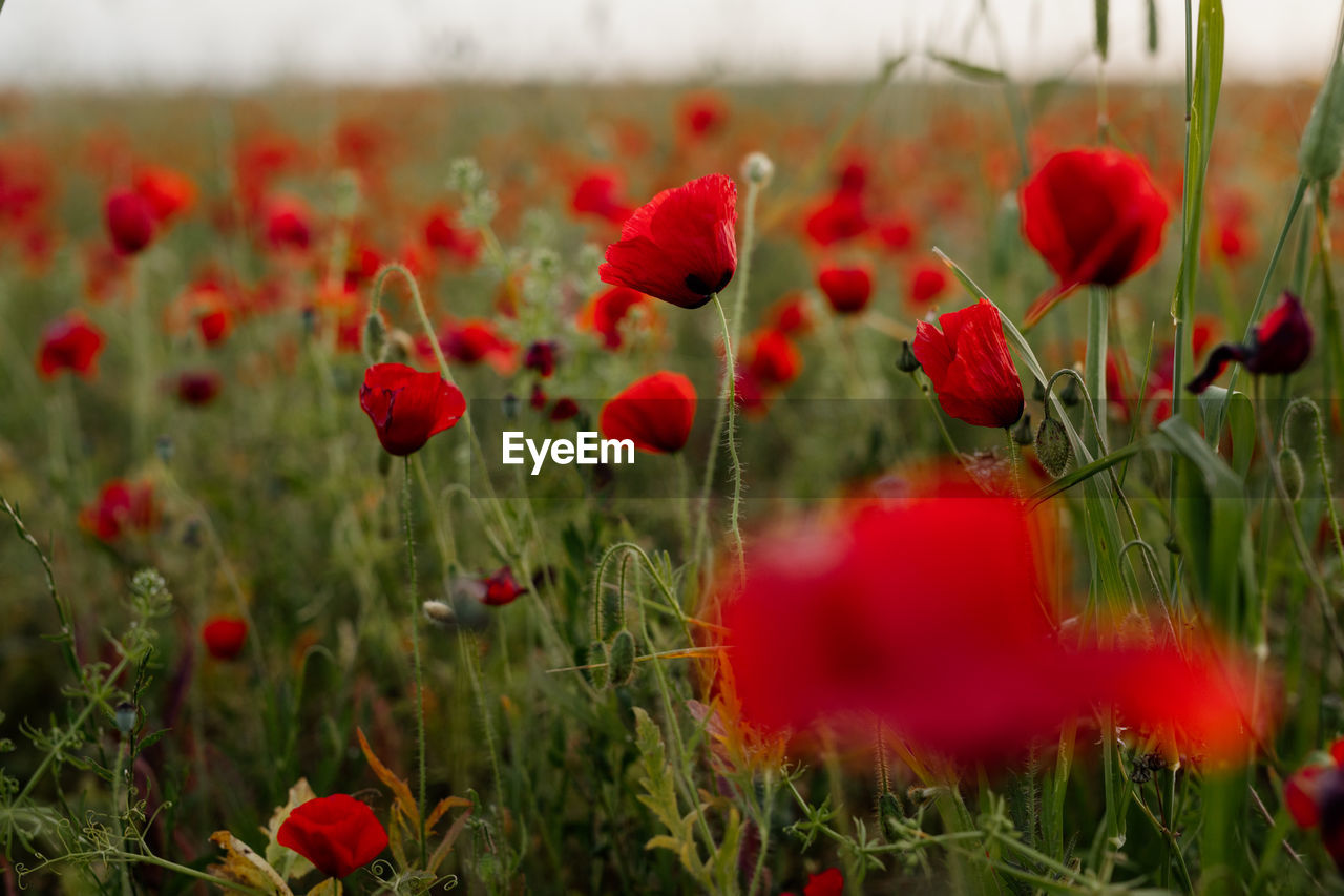 Poppy field landscape