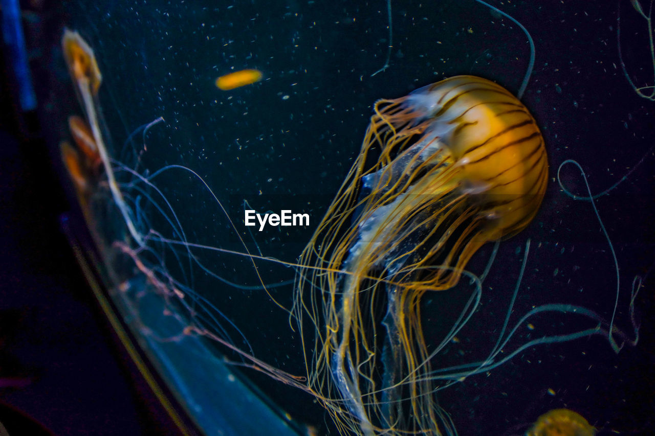 JELLYFISH SWIMMING IN SEA