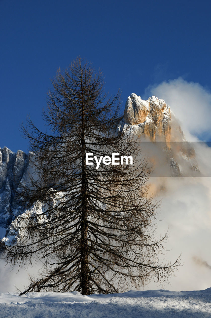 CLOSE-UP OF FROZEN BARE TREES IN WINTER