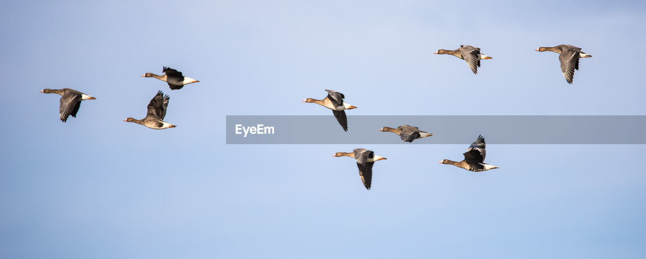 Panoramic view of birds flying against sky