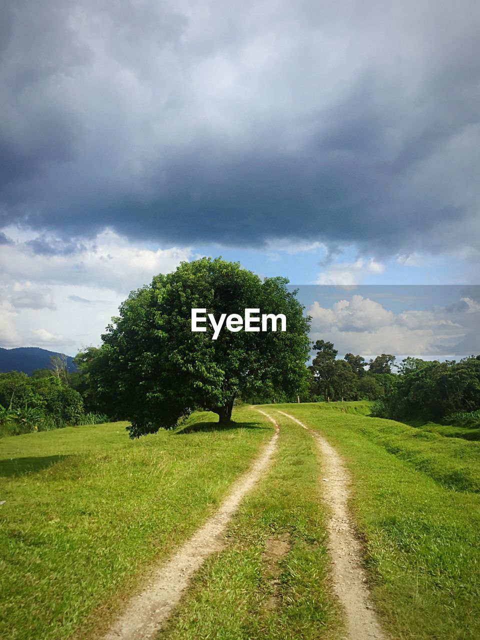 EMPTY ROAD ALONG TREES ON FIELD