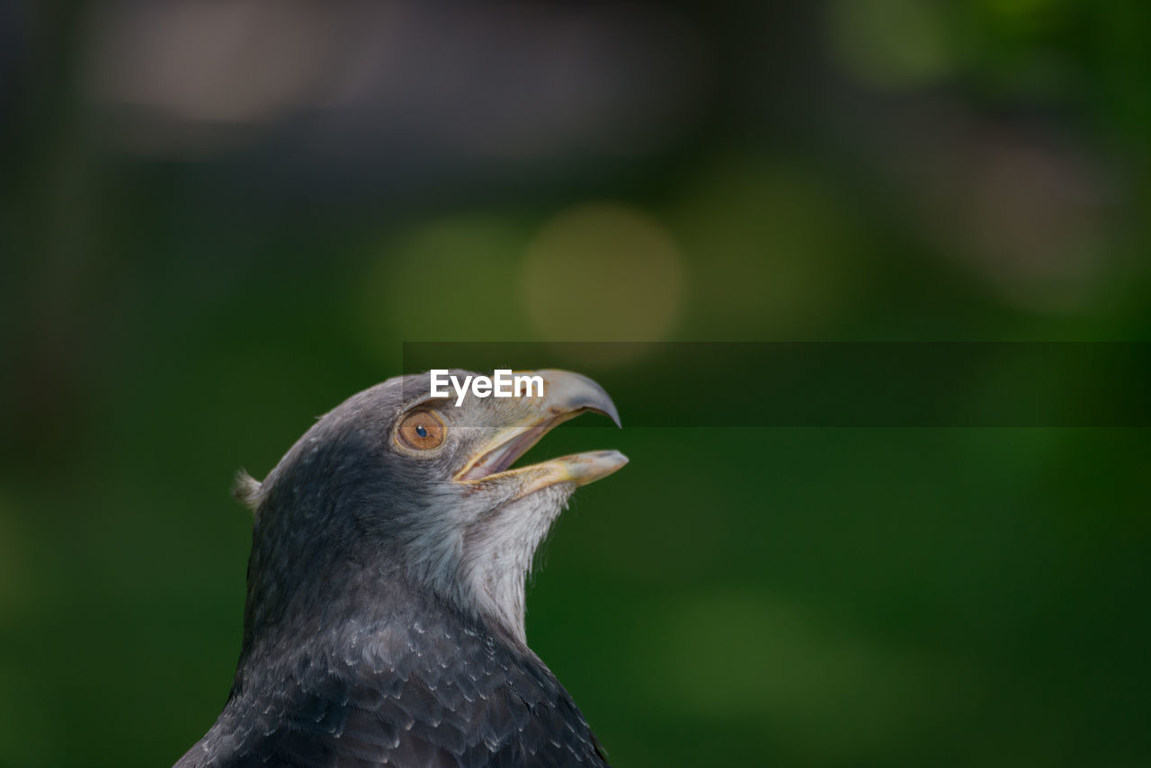 CLOSE-UP OF EAGLE