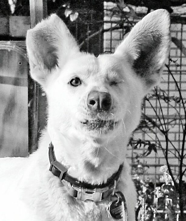 PORTRAIT OF WHITE DOG