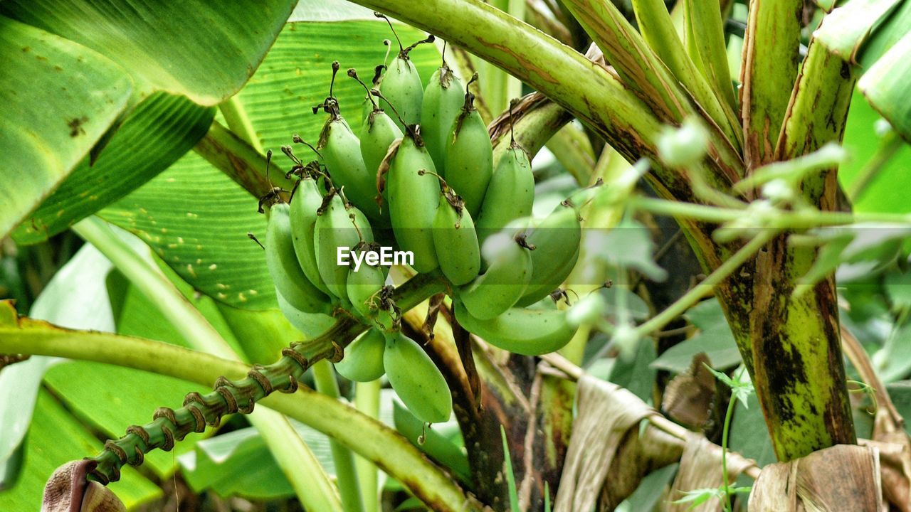 CLOSE-UP OF FRESH FRUIT ON TREE