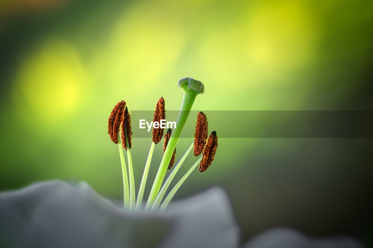 Close-up of flower bud