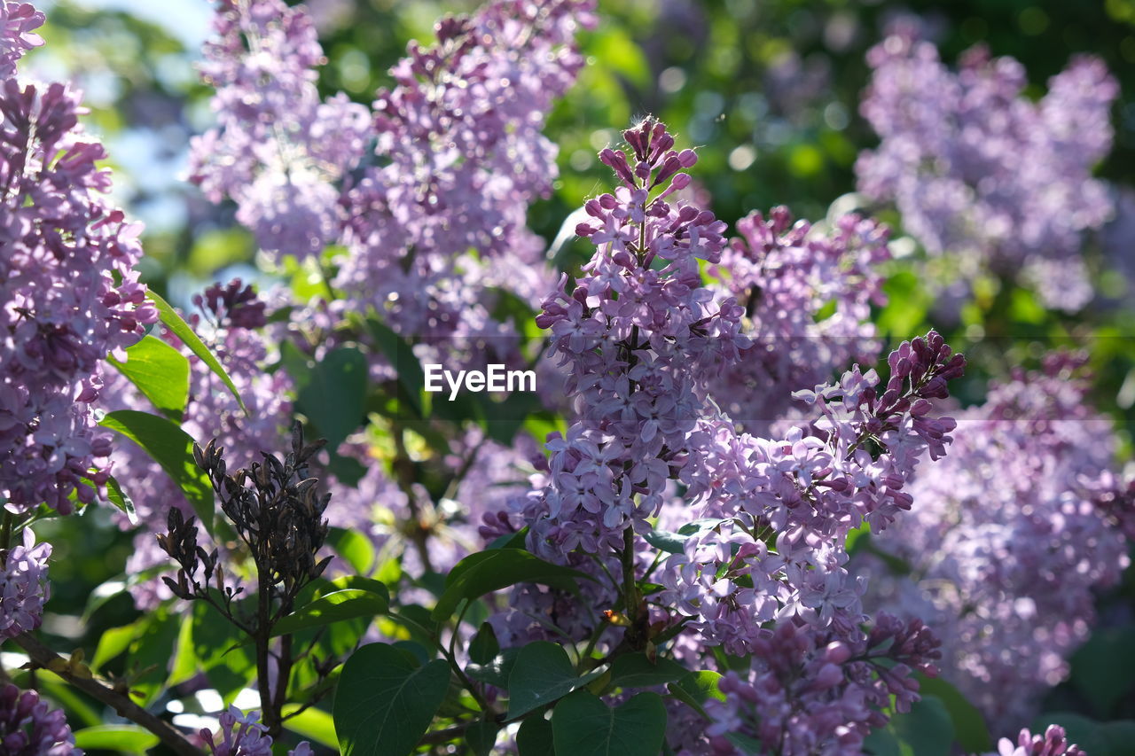 CLOSE-UP OF PURPLE FLOWERS