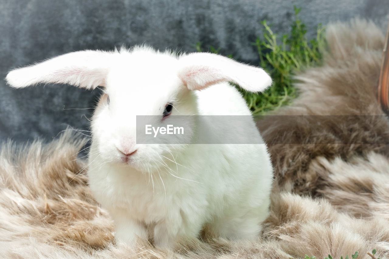 mammal, animal, animal themes, pet, domestic animals, one animal, domestic rabbit, rabbit, rabbits and hares, white, grass, livestock, plant, no people, close-up, nature, cute, portrait, day, animal wildlife, young animal, agriculture, animal body part, whiskers