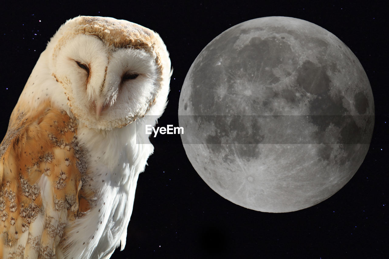 CLOSE-UP OF A BIRD AGAINST MOON
