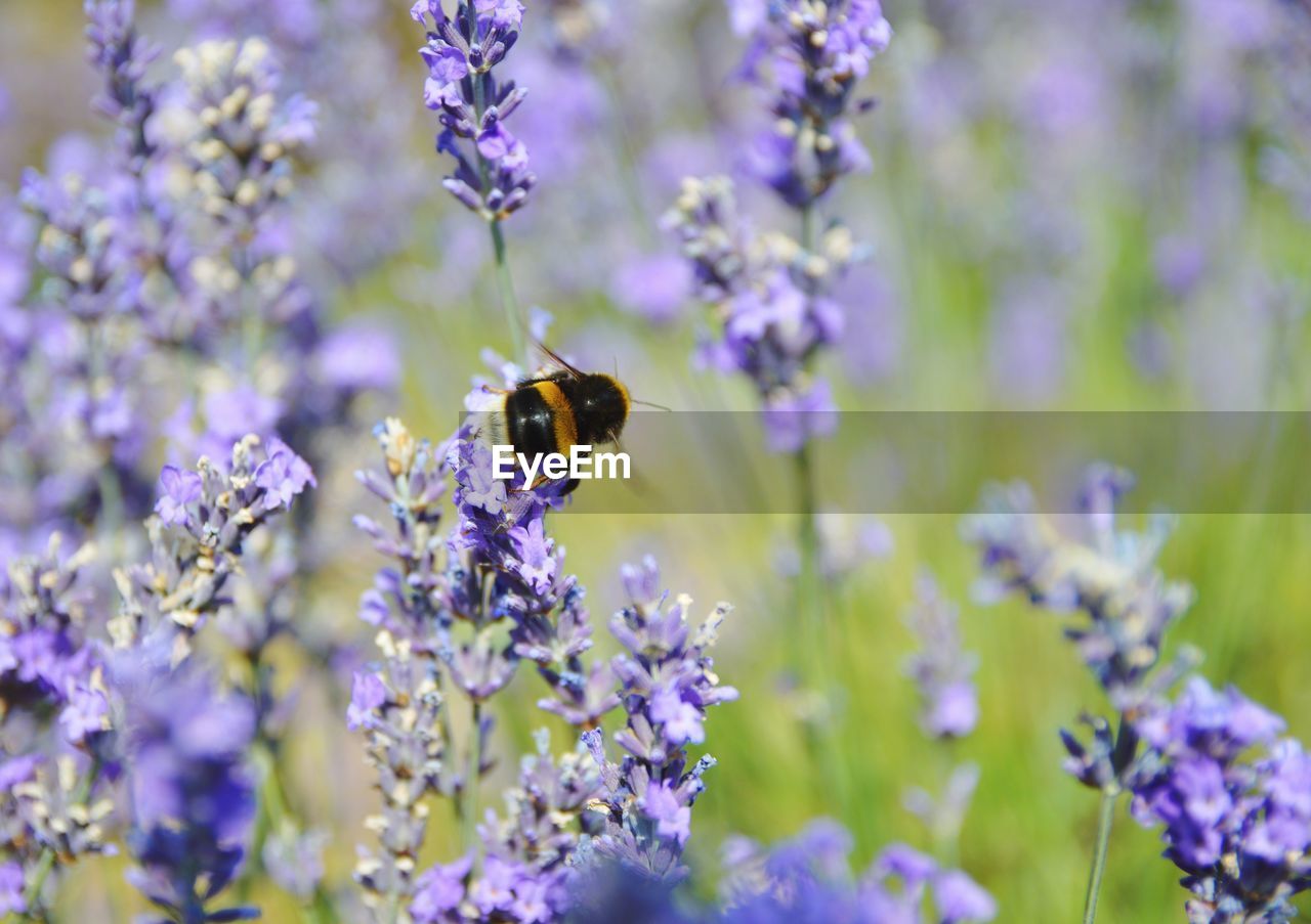 BEE POLLINATING ON PURPLE FLOWER