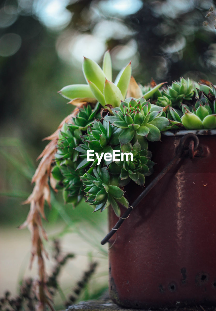 Close-up of potted plant