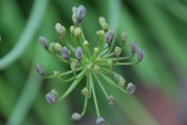 CLOSE-UP OF FLOWERS BLOOMING