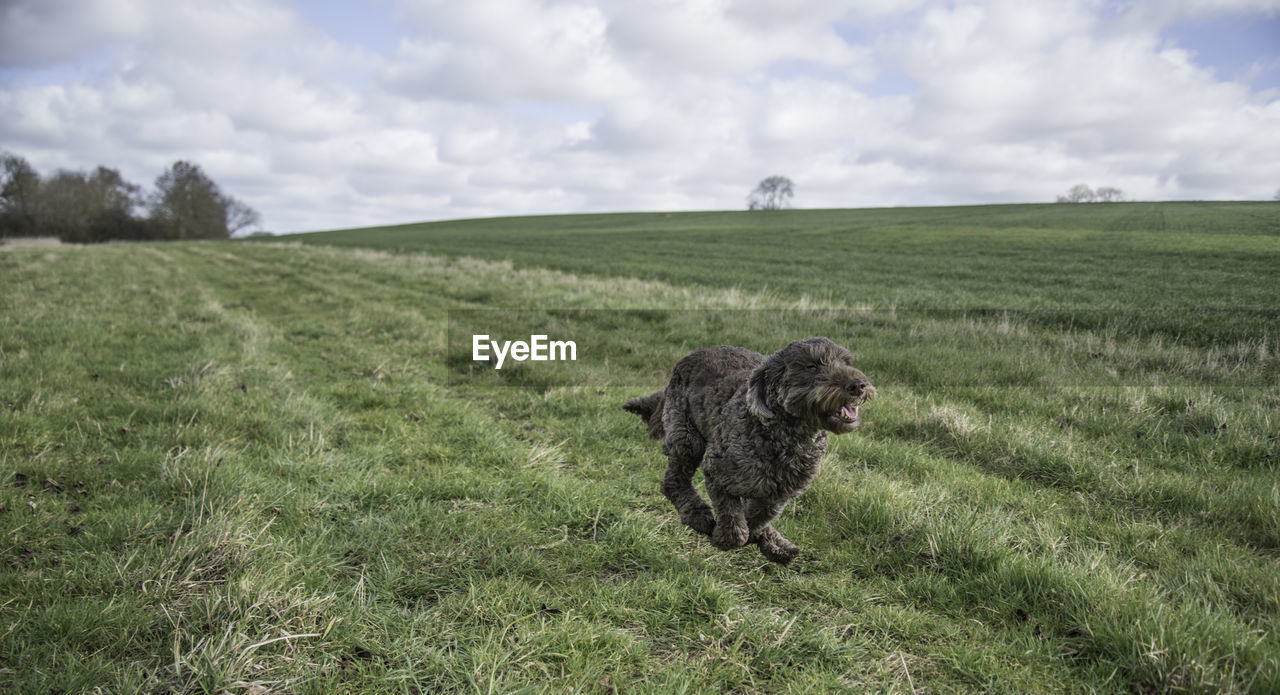 View of a dog running on field